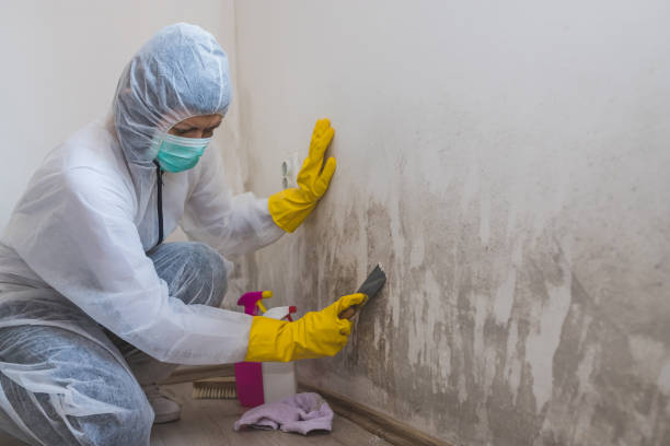 Best HVAC Mold Remediation in Scottsboro, AL