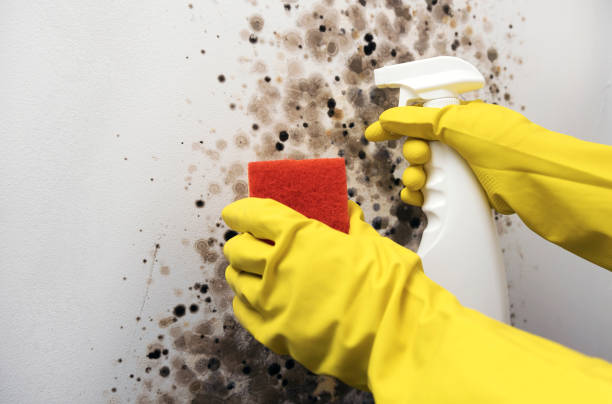 Best DIY Mold Remediation Support Services in Scottsboro, AL