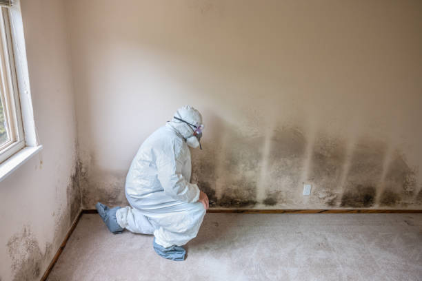 Trusted Scottsboro, AL Mold Remediation Experts