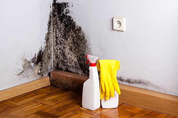 Best Crawl Space Mold Remediation in Scottsboro, AL