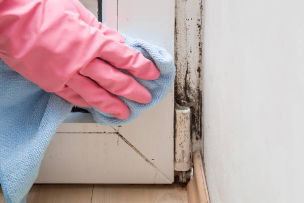 Best Mold Remediation for Specific Building Types in Scottsboro, AL