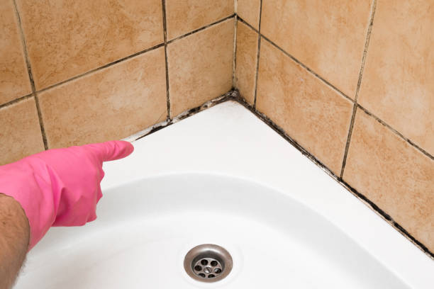 Best Industrial Mold Remediation in Scottsboro, AL